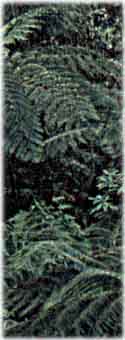 Greater Deua ferns