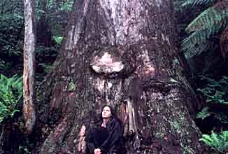 Giant old-growth brown barrel eucalypt