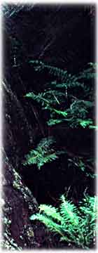 Badja forest scene