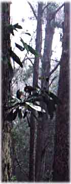 Forest scene