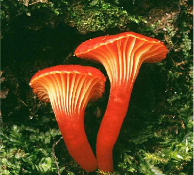 fungi%20pic1.jpg
